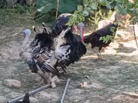 Turkeys — foto 2