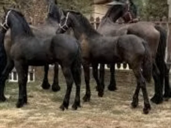 Mare, Friesian