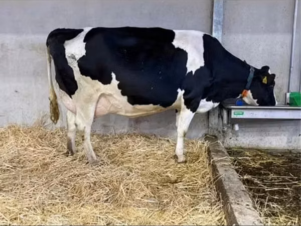 Cow, Holstein breed — Poland