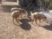Koyun, Tian-Shan semifinewool sheep — foto 2