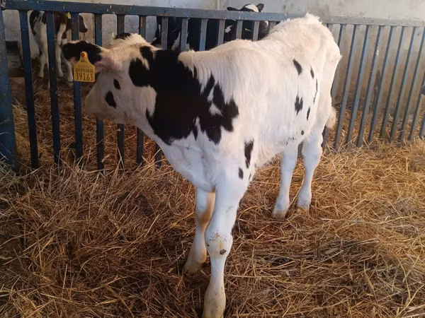 Banteng, Russian Black pied cattle