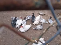 Ducks — عکس 1