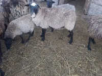 암양, Romanov sheep — 사진 2