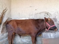 Bou, Bovine — foto 4