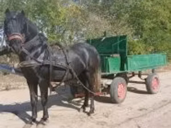 Pastuv, Коњи