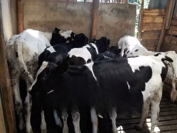 گاو و گوساله (گروه، جنسیت مشخص نشده), Russian Black pied cattle