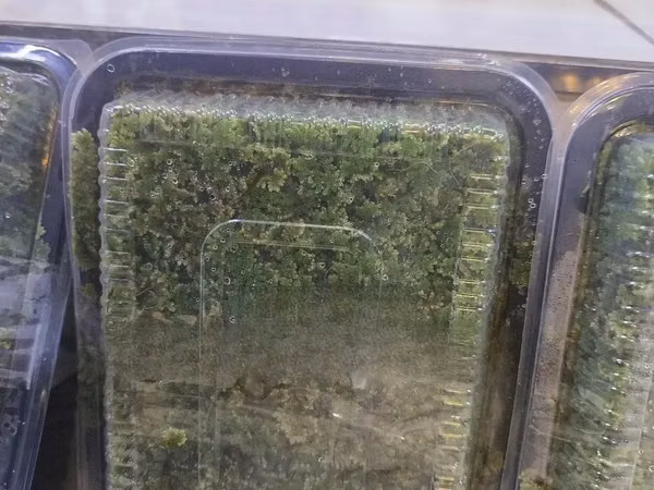 Azolla Seeds - 2000ml