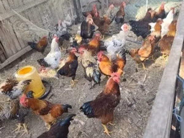Chickens — Hungary