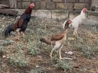 Chickens — fotografija 3