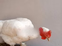 শামো চিকেন — ছবি 2