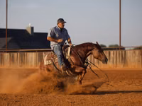 公马, Quarter Horse — 照片 5