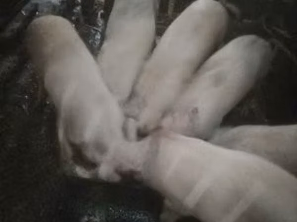 Donuzlar (partiya, cinsi göstərilməyib), 