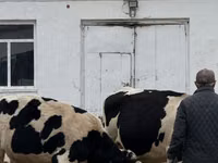 公牛, Holstein breed — 照片 1