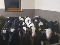 ثور, Russian Black pied cattle — الصورة 4