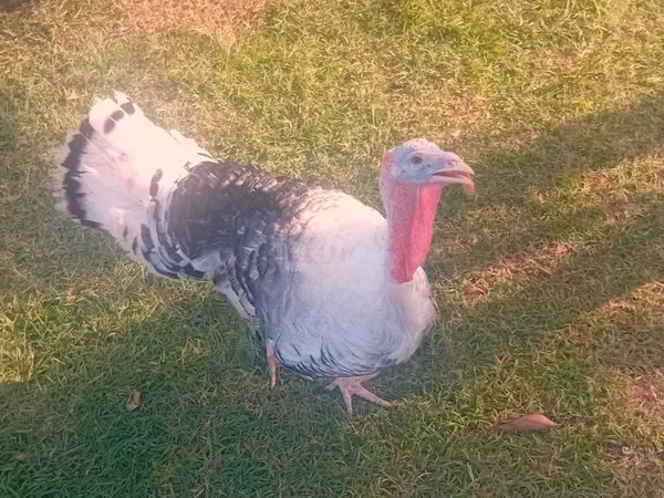 Turkeys