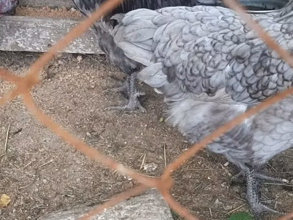 Chickens — አዘርባጃን