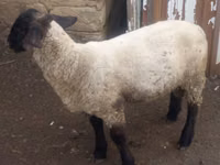 Ram, White Suffolk sheep — photo 4