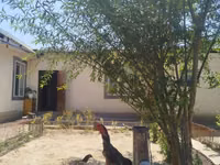 Chickens — photo 2