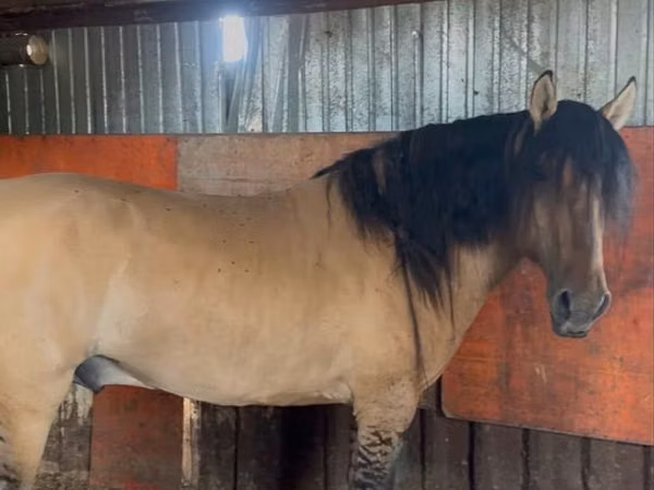 Horse (M), Mugalzhar horse — Kazakhstan