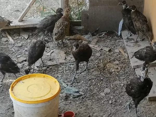 Guinea fowl — Asarbajan