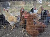 Chickens — عکس 1