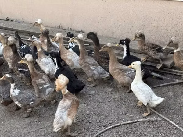 Ducks — Hungary