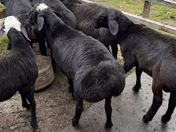 قوچ, Hissar sheep