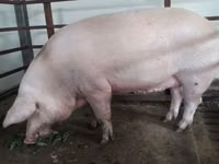 Sow, Pigs — photo 2