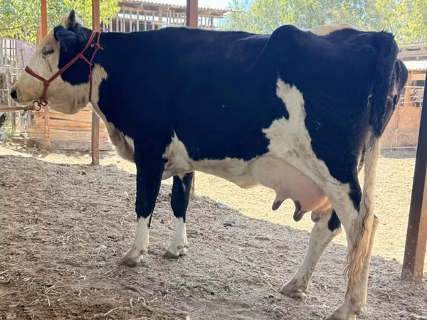 Vache, Latvian Blue cattle — Kazakhstan