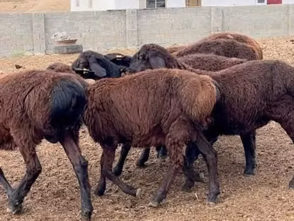 Ram, Hissar sheep