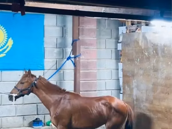 Mare, Horses