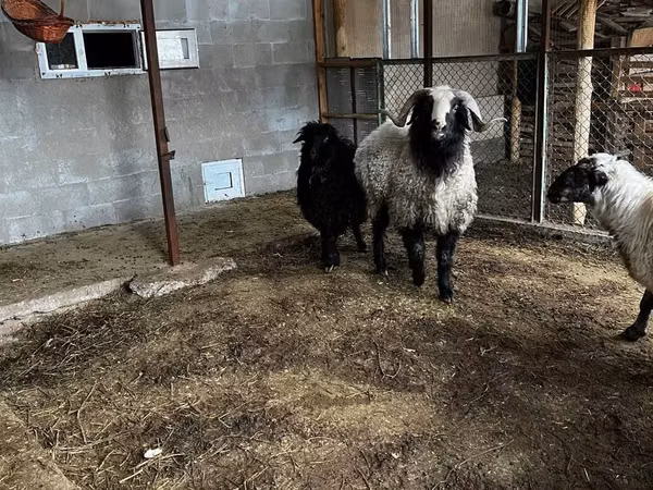 Kambing jantan, Sheep — Uzbekistan