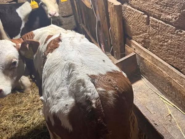 Bull, Simmental cattle