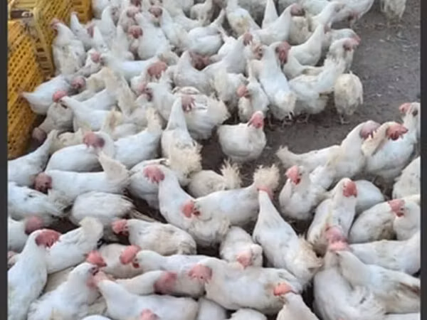 Chickens — جمهوری آذربایجان