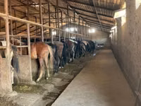 Horse (M), Horses — photo 3