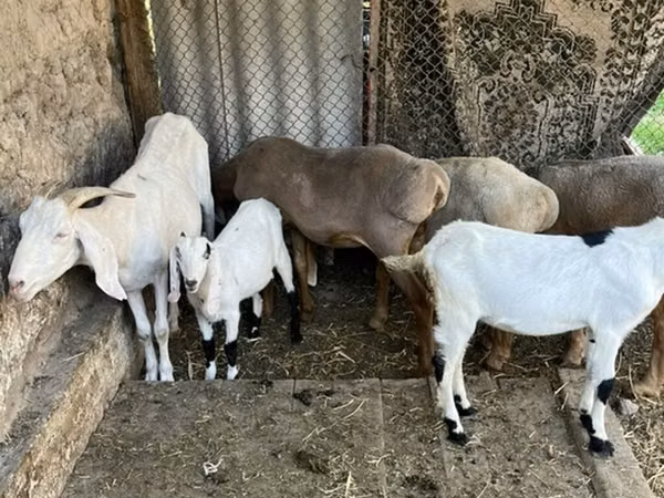 Capra, Capre — Kirghizistan