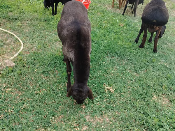 Ram, Rhon sheep — Uzbekistan