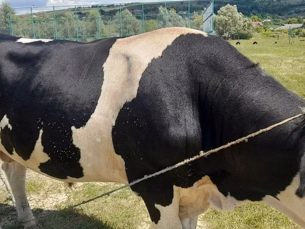 Bull, Russian Black pied cattle
