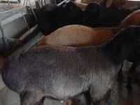 Bock, Boer goat — foto 8