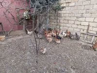 Chickens — photo 3