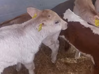 วัวตัวผู้, Simmental cattle — รูปภาพ 7