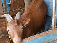 Billy Goat, Saanen goat — photo 2