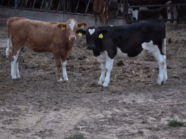 Cow, Cattle — Poland