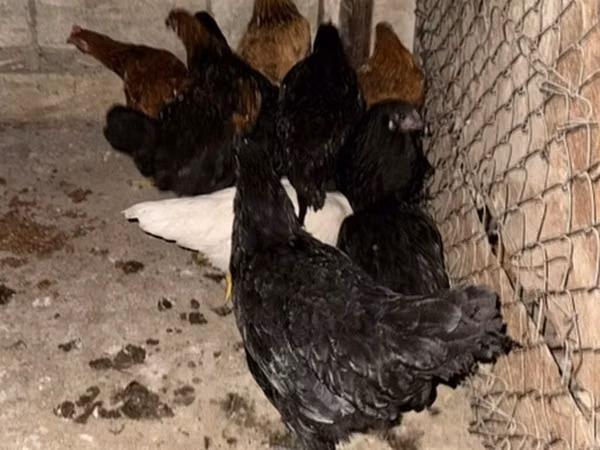 Australorp — Azerbejdżan