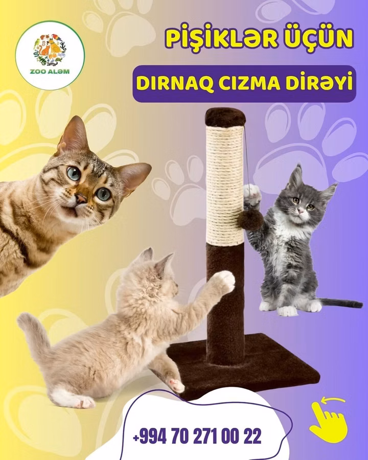 Pișiyiniz ev əşyalarında dırnağını "itiləyir?" Çıxış yolu var : Onun