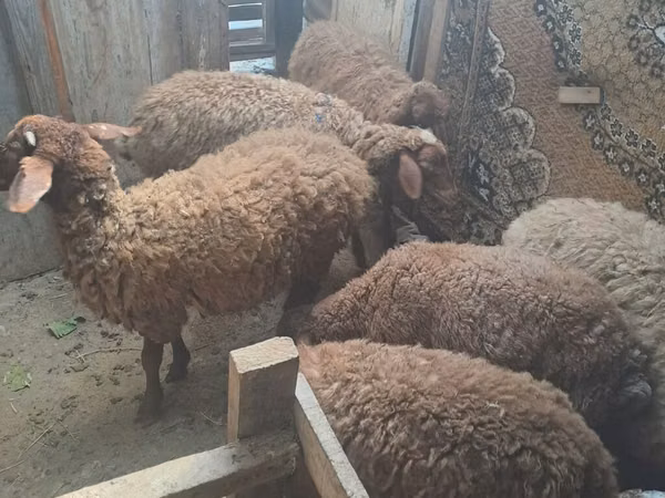 Ram, Schapen