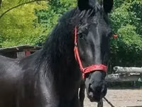 Mare, Friesian — photo 3