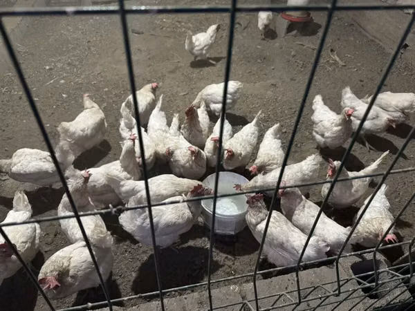 Chickens — Kyrgyzstan