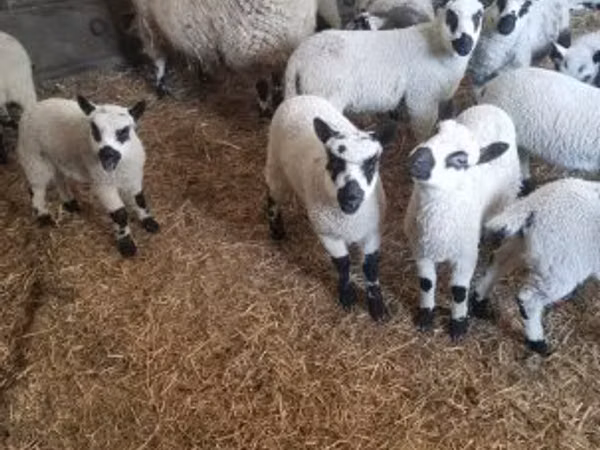 Ram, Cerry Hill sheep