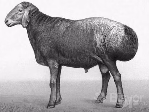 Kambing jantan, Sheep — Uzbekistan